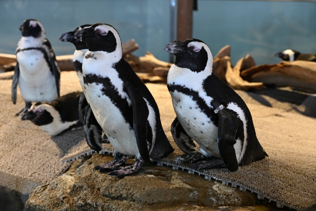ペンギンのひみつにふれる